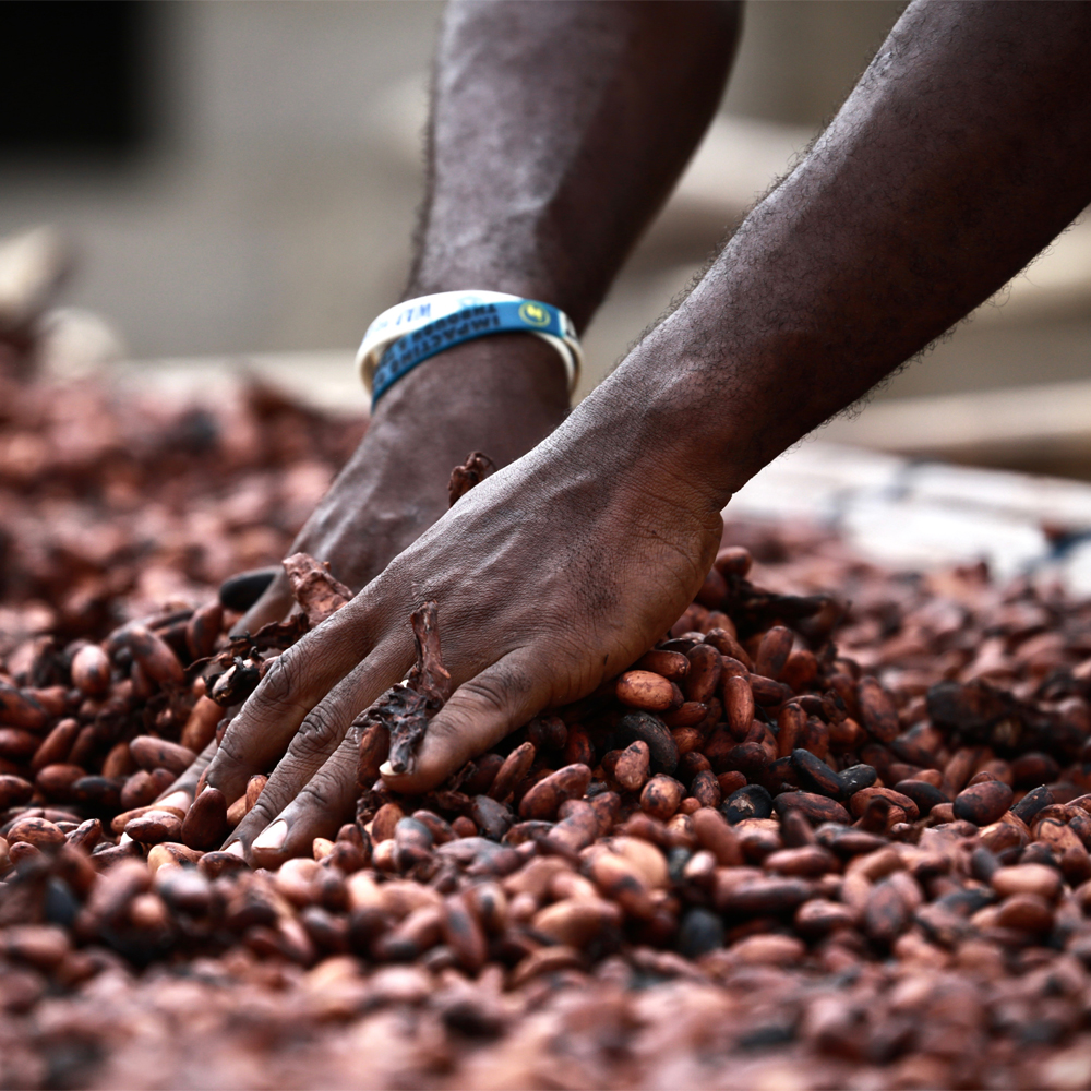 duurzame cacao van callebaut