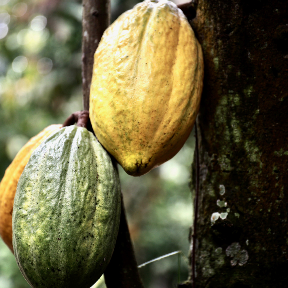 eerlijke callebaut chocolade - cacaoplant